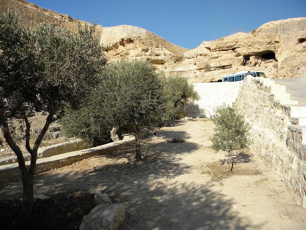 Olivos milenarios y terrazas de Palestina